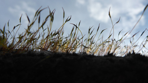 Plant; Publicdomain; Cc0; Freeimage;.jpg