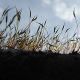 Plant; Publicdomain; Cc0; Freeimage;