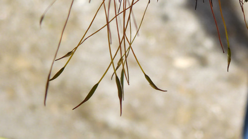 Plant; Publicdomain; Cc0; Freeimage;.jpg