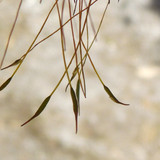 Plant; Publicdomain; Cc0; Freeimage;