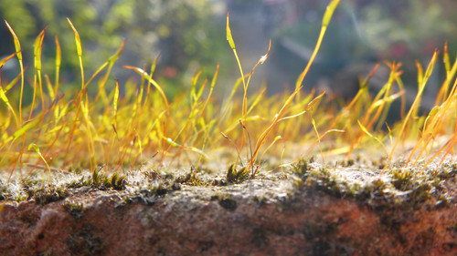 Plant; Publicdomain; Cc0; Freeimage;.jpg