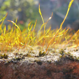 Plant; Publicdomain; Cc0; Freeimage;