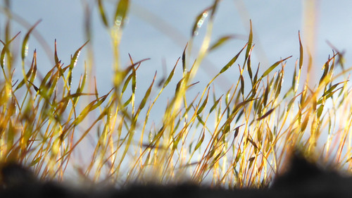 Plant; Publicdomain; Cc0; Freeimage;.jpg