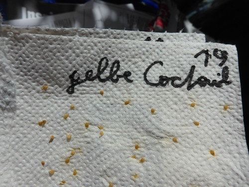 Plant; Publicdomain; Cc0; Freeimage;.jpg