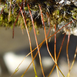 Plant; Publicdomain; Cc0; Freeimage;