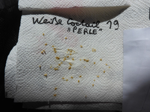 Plant; Publicdomain; Cc0; Freeimage;.jpg