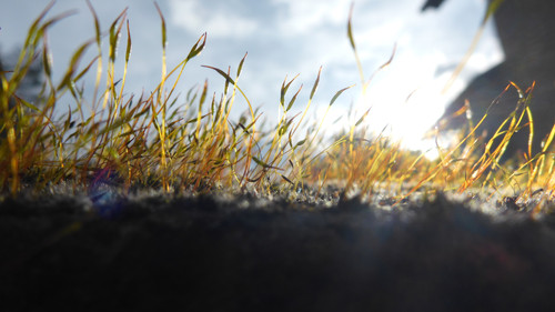 Plant; Publicdomain; Cc0; Freeimage;.jpg