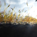 Plant; Publicdomain; Cc0; Freeimage;