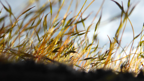 Plant; Publicdomain; Cc0; Freeimage;.jpg