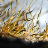 Plant; Publicdomain; Cc0; Freeimage;