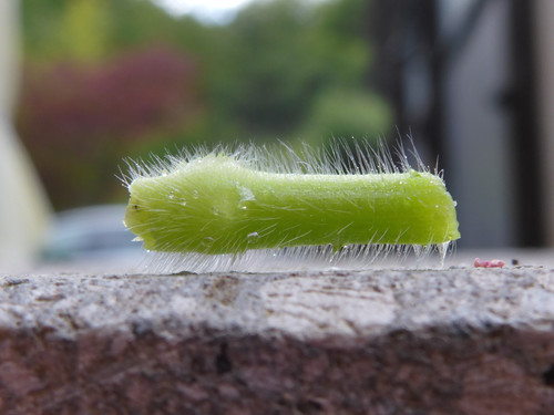 Plant; Publicdomain; Cc0; Freeimage;.jpg