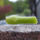 Plant; Publicdomain; Cc0; Freeimage;