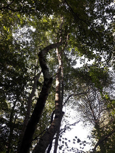 Tree; Publicdomain; Cc0; Freeimage;.jpg