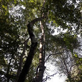 Tree; Publicdomain; Cc0; Freeimage;