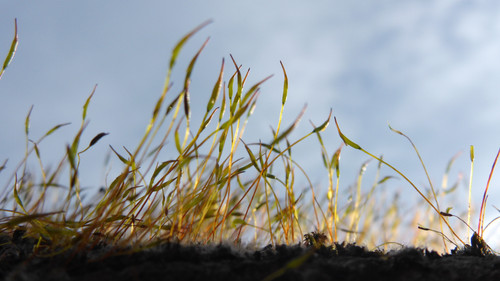 Plant; Publicdomain; Cc0; Freeimage;.jpg