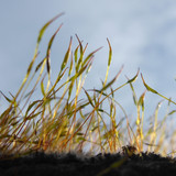 Plant; Publicdomain; Cc0; Freeimage;