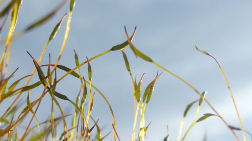 Plant; Publicdomain; Cc0; Freeimage;.jpg