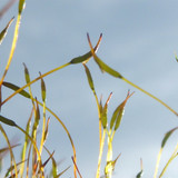 Plant; Publicdomain; Cc0; Freeimage;