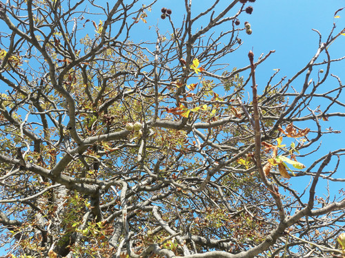 Tree; Publicdomain; Cc0; Freeimage;.jpg