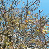 Tree; Publicdomain; Cc0; Freeimage;