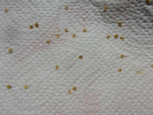 Plant; Publicdomain; Cc0; Freeimage;.jpg