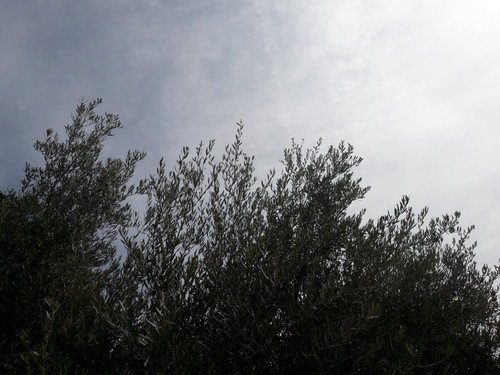 Tree; Publicdomain; Cc0; Freeimage;.jpg