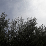 Tree; Publicdomain; Cc0; Freeimage;