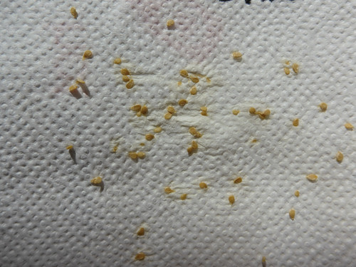 Plant; Publicdomain; Cc0; Freeimage;.jpg