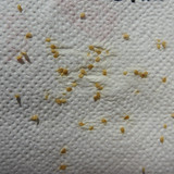 Plant; Publicdomain; Cc0; Freeimage;