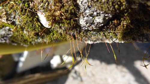 Plant; Publicdomain; Cc0; Freeimage;.jpg