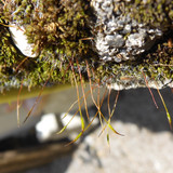 Plant; Publicdomain; Cc0; Freeimage;