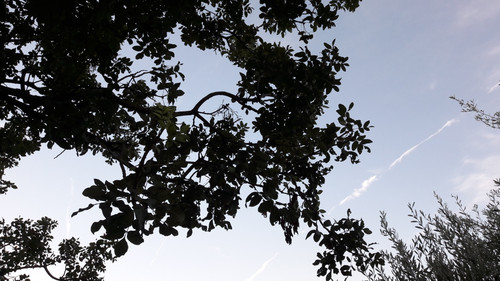 Tree; Publicdomain; Cc0; Freeimage;.jpg