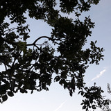 Tree; Publicdomain; Cc0; Freeimage;