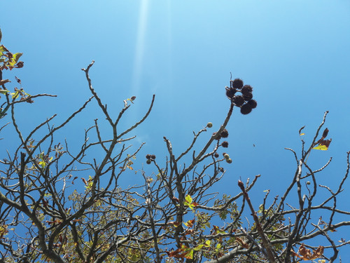 Tree; Publicdomain; Cc0; Freeimage;.jpg