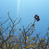 Tree; Publicdomain; Cc0; Freeimage;