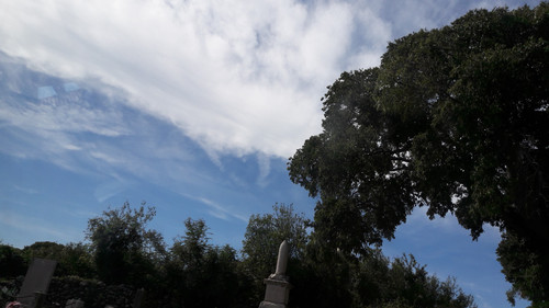 Tree; Publicdomain; Cc0; Freeimage;.jpg