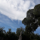 Tree; Publicdomain; Cc0; Freeimage;