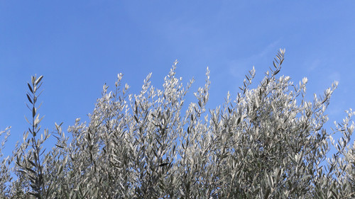 Tree; Publicdomain; Cc0; Freeimage;.jpg