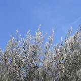 Tree; Publicdomain; Cc0; Freeimage;