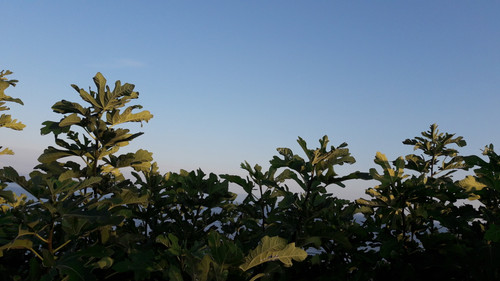 Tree; Publicdomain; Cc0; Freeimage;.jpg