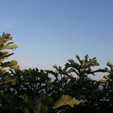 Tree; Publicdomain; Cc0; Freeimage;