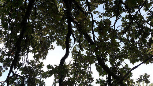 Tree; Publicdomain; Cc0; Freeimage;.jpg