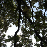 Tree; Publicdomain; Cc0; Freeimage;