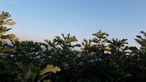 Tree; Publicdomain; Cc0; Freeimage;.jpg