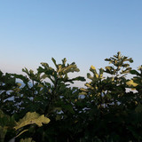 Tree; Publicdomain; Cc0; Freeimage;