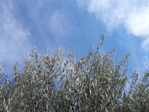 Tree; Publicdomain; Cc0; Freeimage;.jpg