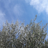 Tree; Publicdomain; Cc0; Freeimage;