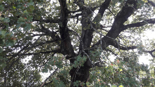 Tree; Publicdomain; Cc0; Freeimage;.jpg
