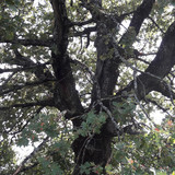 Tree; Publicdomain; Cc0; Freeimage;