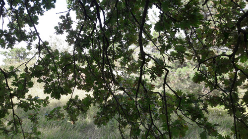 Tree; Publicdomain; Cc0; Freeimage;.jpg